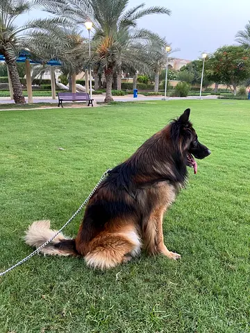 Male German Shepherd 6 years old