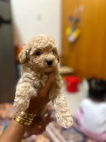 Adorable small cream-colored puppy — ready for a loving home