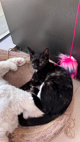3 months old kitten for adoption