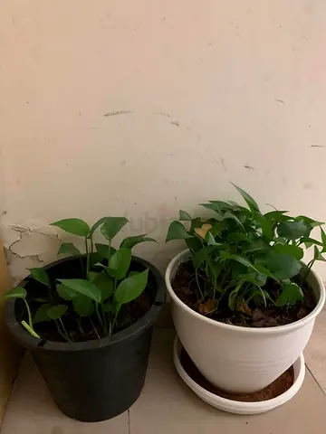 Large  Small Plants for Sale