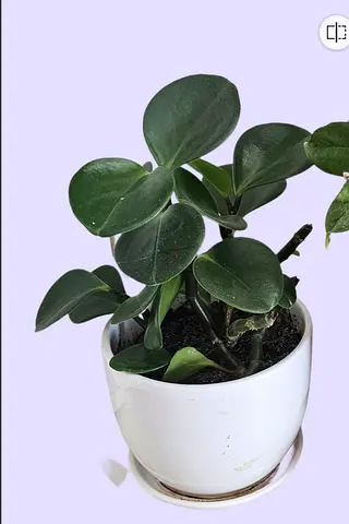 Indoor Healthy plant