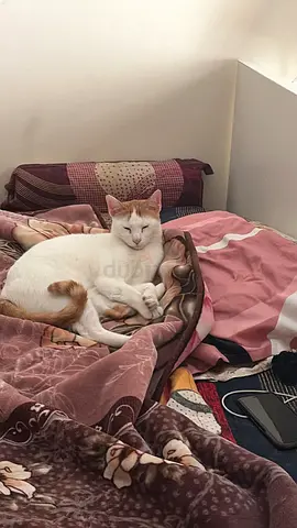 Cats for adoption