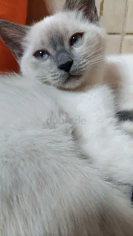 Cat for adoption
