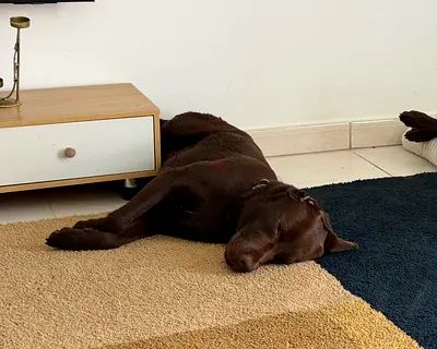 Dog for adoption
