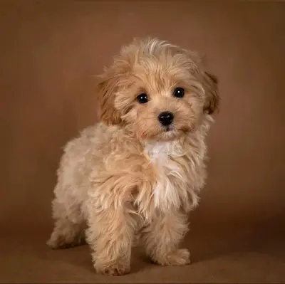 Adorable Small Fluffy Puppy — Ready for a Loving Home