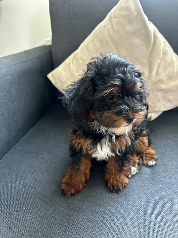 Cute Maltipoo looking for a new home