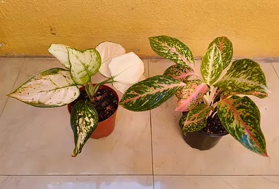 Aglonema plants