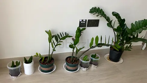 Small indoor ZZ plant collection - 6 potted Zamioculcas zamiifolia (good condition)