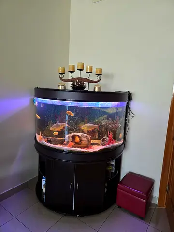 Large round fish tank with Wooden Stand and LED Lighting, fully equipped, large size fish included.