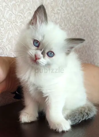 Ragdoll kitten