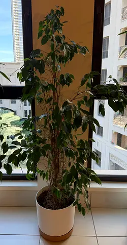 Indoor Plants – Great Deal