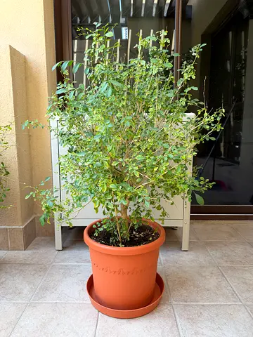 Jasmine Plant – Outdoor, Blooms Multiple Times a Year