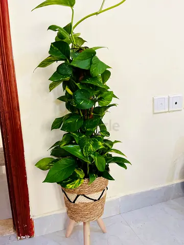 Tall Pothos (Golden) in Decorative Rope Planter on Wooden Stand - Healthy Indoor Climber