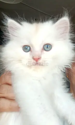Kitten available