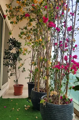 Plants - bougainvillea  Ficus