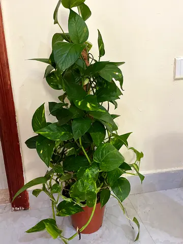 Healthy Pothos (Devils Ivy) in Pot - Indoor Trailing Plant