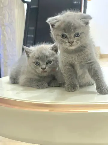 Two Purebred British Shorthair  Scottish Fold /Kittens - Lilac color Ready for New Home.