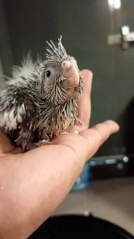 Cocktail Chicks