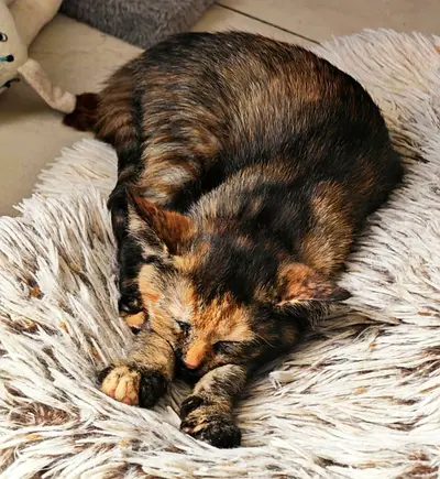Pretty Daffodil Girl needs a caring forever home