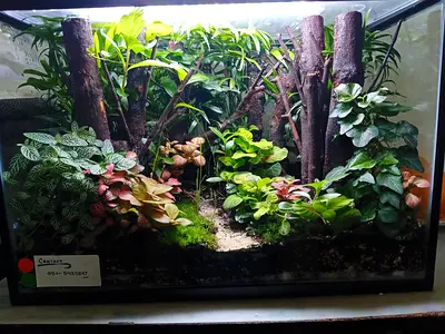 Fully Planted 60-80 cm Terrarium / Paludarium Setup with Live Plants and Driftwood.