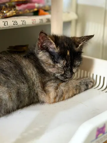 Adorable Kitten for adoption