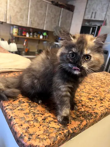 Beautiful British female kitten