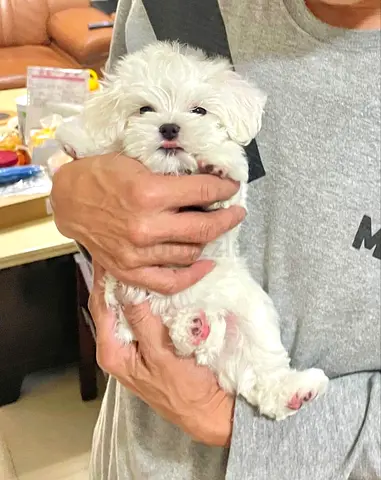 Teacup Maltess Puppies