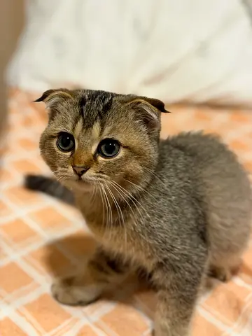 Cat for adoption