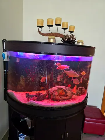 Large 150l fish tank with wooden stand, large filtration system, heater and 15 large size fish.