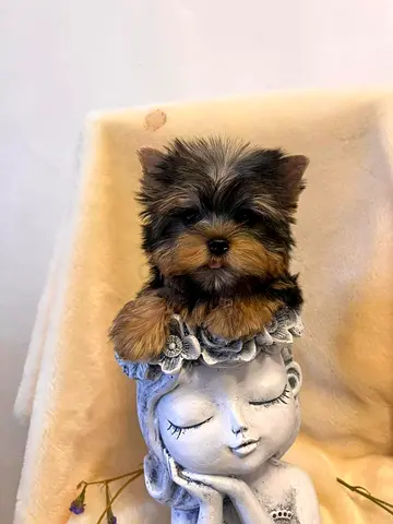 Teacup Yorkie Puppiess