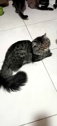 Persian male for adoption