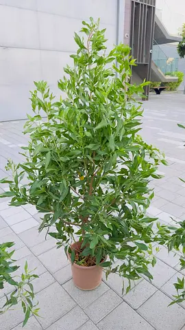 Healthy potted indoor/outdoor green shrub - ready to replant