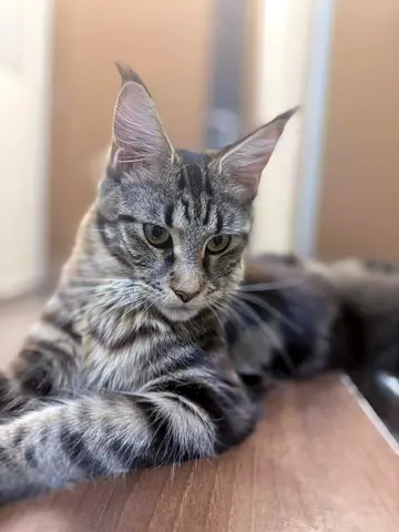 Friendly young Maine $%!  cat available for adoption