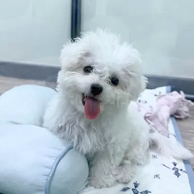 Adorable White Maltese Puppy Ready for a Loving Home Friendly and Playful