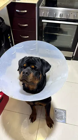 Rott for adoption