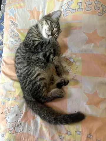 British shorthair for adoption