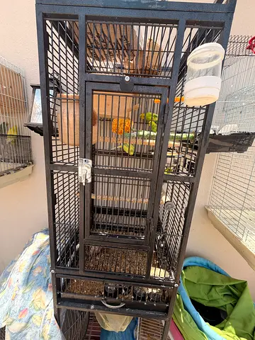 Bird with cadge