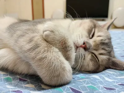 Friendly indoor cat available for free adoption — calm and cuddly