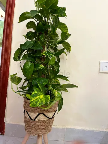Golden Pothos (Epipremnum aureum) in woven standing basket - healthy indoor plant