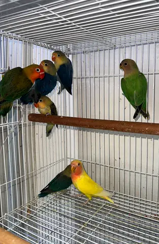 Fischers  Cockatiels