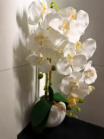 Orchid plant with pot