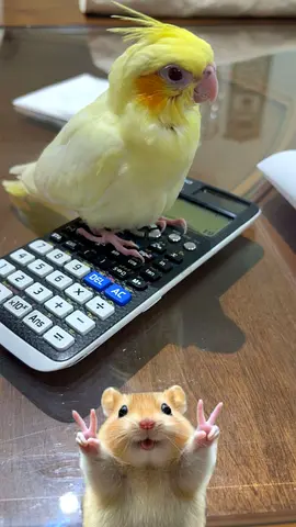 baby cockatail