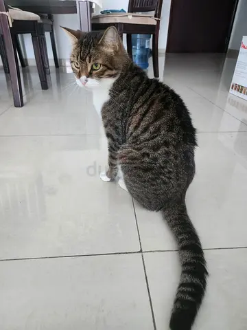 pets free for adoption