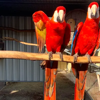 Scarlet Macaw Parrots