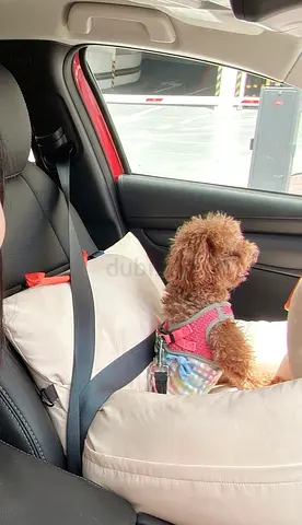 Small Dog Car Seat — Friendly, Used to Car Rides