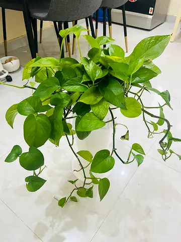 Healthy Golden Pothos (Epipremnum aureum) hanging houseplant