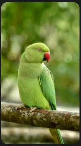 Adult nepali and Indian ringneck parrot