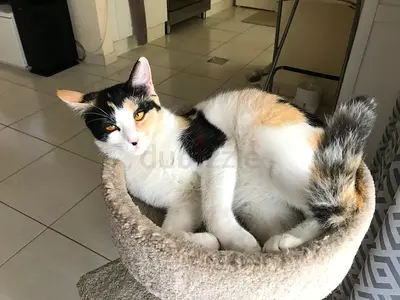 Friendly calico cat looking for a new home