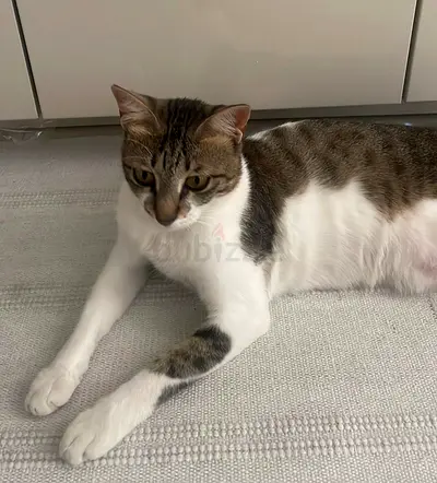 Cat Free for Adoption
