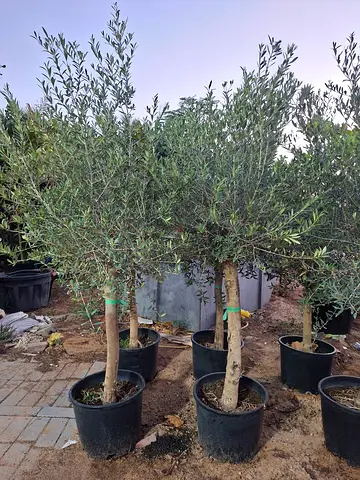 Potted Olive Trees - Mature, Ready to Plant (Multiple Available)
